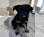 Small #4 German Shepherd Dog Mix