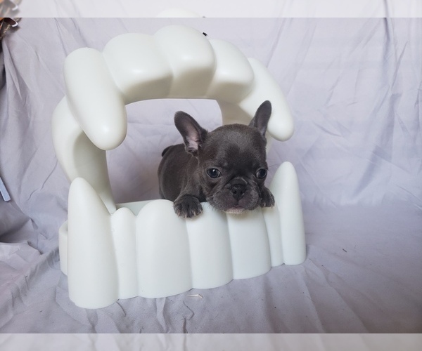 Medium Photo #4 French Bulldog Puppy For Sale in LITTLE ELM, TX, USA