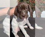 Small Photo #1 German Shorthaired Pointer Puppy For Sale in LOCUST GROVE, VA, USA