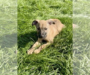 Boxer-Unknown Mix Dogs for adoption in SHERBURNE, NY, USA