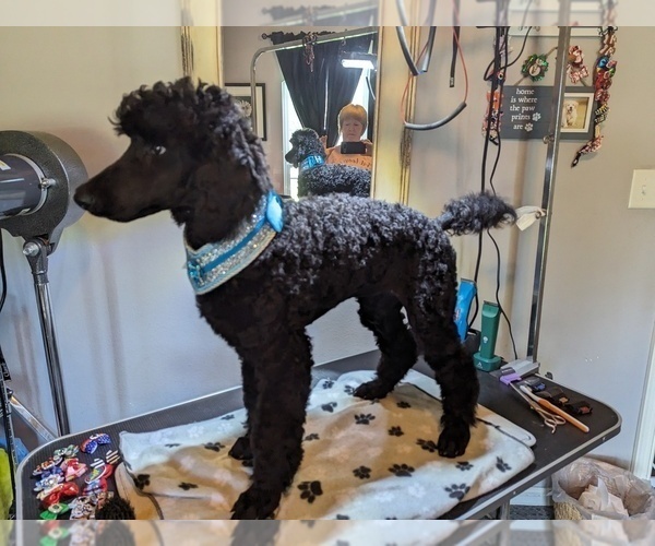 Medium Photo #38 Poodle (Standard) Puppy For Sale in SAND SPRINGS, OK, USA