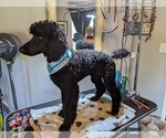 Small #37 Poodle (Standard)