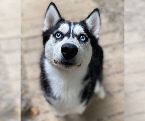 Medium Photo #4  Puppy For Sale in , 