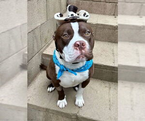 Rowan - Male American Pit Bull Terrier-Unknown Mix Dog for Adoption - Photo #5