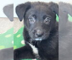 Small #2 Labrador Retriever Mix