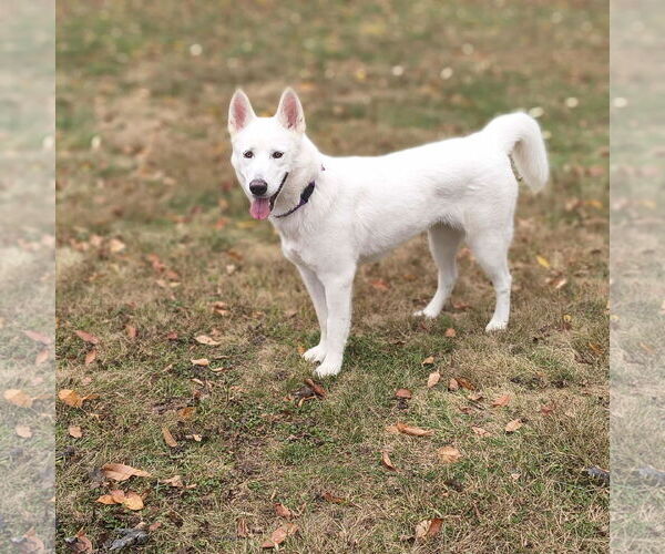 Medium Photo #3 Siberian Husky-white german shepherd Mix Puppy For Sale in Hoffman Estates, IL, USA