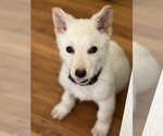 Small Photo #19 Unknown-white german shepherd Mix Puppy For Sale in Dana Point, CA, USA