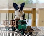 Small Photo #2 Chihuahua Puppy For Sale in AIKEN, SC, USA