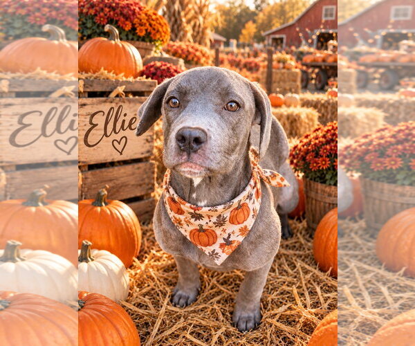 Medium Photo #3 Great Dane-Unknown Mix Puppy For Sale in Ball Ground, GA, USA