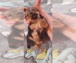 Small Photo #278 Yorkshire Terrier Puppy For Sale in AKRON, OH, USA