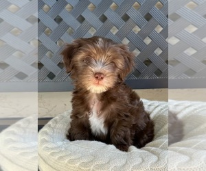 Havanese Puppy for sale in MESA, AZ, USA