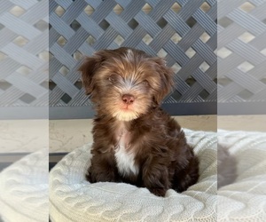 Medium Havanese