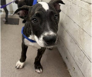Mutt Dogs for adoption in San Bernardino, CA, USA