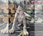 Puppy NOVA Great Dane