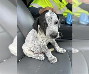 Pointer Dogs for adoption in San Antonio, TX, USA