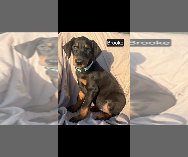Medium Photo #6 Doberman Pinscher Puppy For Sale in POMEROY, OH, USA