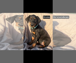 Small #5 Doberman Pinscher