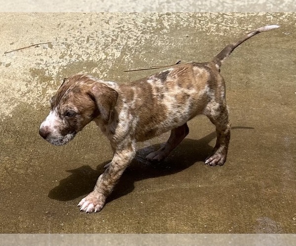 Medium Photo #4 Great Dane Puppy For Sale in CLANTON, AL, USA