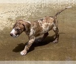 Small #3 Great Dane