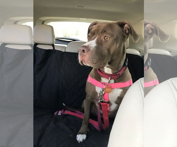 Medium Photo #18 American Pit Bull Terrier-American Staffordshire Terrier Mix Puppy For Sale in Techny, IL, USA