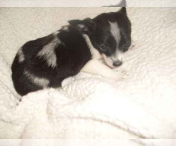 Medium Photo #4 Chihuahua Puppy For Sale in JACKSON, MS, USA