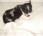 Small Photo #4 Chihuahua Puppy For Sale in JACKSON, MS, USA