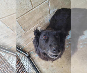 Australian Shepherd Dogs for adoption in Linton, IN, USA