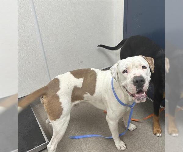 Medium Photo #1 American Pit Bull Terrier Puppy For Sale in HESPERIA, CA, USA