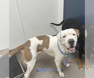 American Pit Bull Terrier Dogs for adoption in HESPERIA, CA, USA