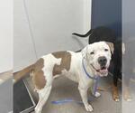 Small American Pit Bull Terrier