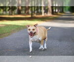 Small #3 Mutt