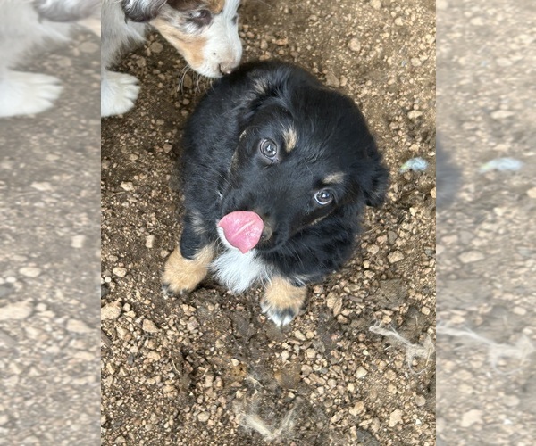 Medium Photo #4 Australian Shepherd Puppy For Sale in BAILEY, CO, USA
