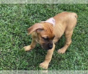 Medium Cane Corso