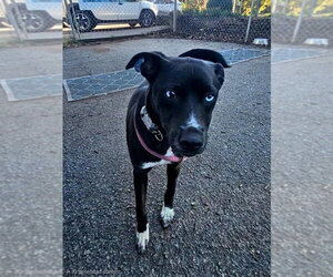 Feist Terrier-Siberian Husky Mix Dogs for adoption in Bloomingdale, NJ, USA