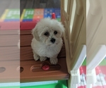 Small Photo #7 Maltese-Poodle (Toy) Mix Puppy For Sale in SPENCER, TN, USA