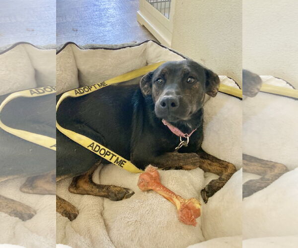 Medium Photo #8 Mutt Puppy For Sale in San Diego, CA, USA