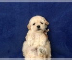 Small Photo #21 Poodle (Toy) Puppy For Sale in SAFFORD, AZ, USA