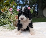 Small #7 Miniature Bernedoodle