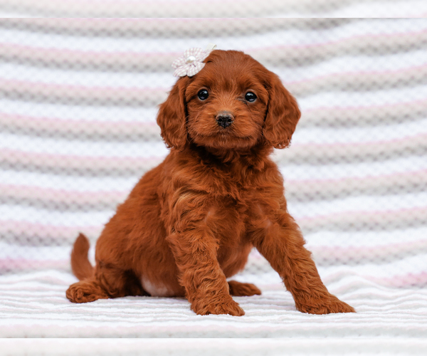 Medium Photo #2 Cavapoo-Poodle (Toy) Mix Puppy For Sale in LIBERTY, KY, USA