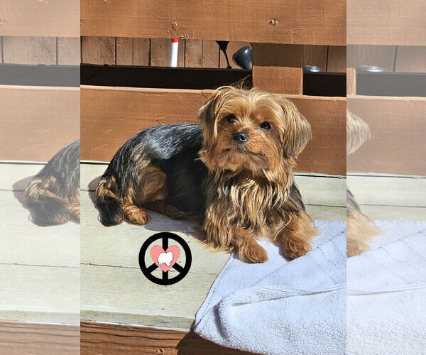 Medium Photo #4 Mutt Puppy For Sale in Lebanon, PA, USA