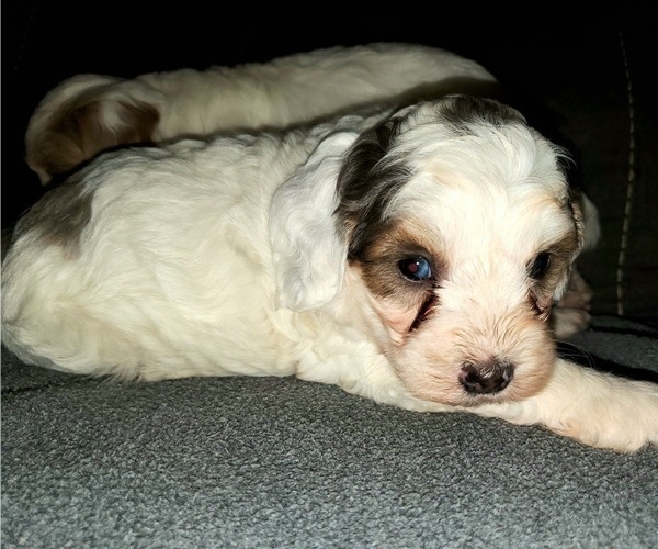 Medium Photo #6 Bernedoodle (Miniature) Puppy For Sale in LEETONIA, OH, USA
