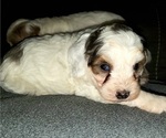 Small #5 Bernedoodle (Miniature)