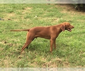 Father of the Vizsla-Weimaraner Mix puppies born on 05/26/2020