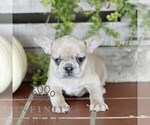 Small Photo #4 French Bulldog Puppy For Sale in EPHRATA, PA, USA