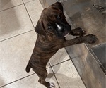 Puppy 6 Boxer