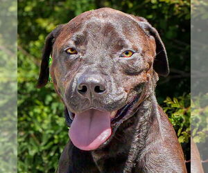 Labrador Retriever-Plott Hound Mix Dogs for adoption in Albuquerque, NM, USA
