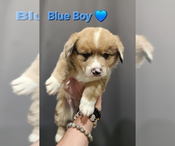 Medium Photo #6 American Corgi Puppy For Sale in JEFFERSON, GA, USA