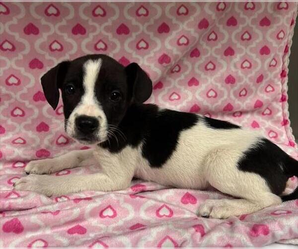 Medium Photo #1 Mutt Puppy For Sale in HESPERIA, CA, USA