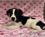 BUGS - Male Mutt Dog for Adoption - Small photo