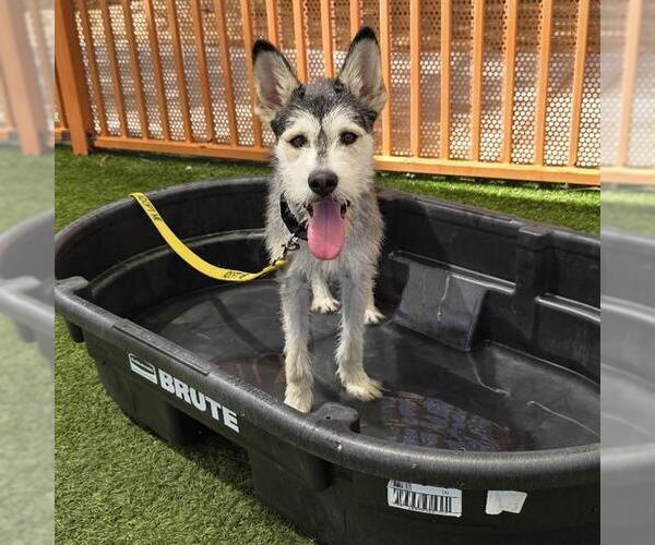 Medium Photo #1 Mutt Puppy For Sale in Las Vegas, NV, USA